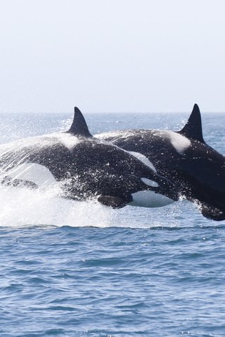 Обои вода, брызги, кит, косатка, water, squirt, kit, orca разрешение 3887x2186 Загрузить