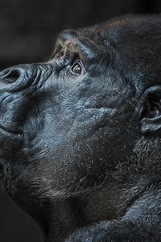 Обои морда, профиль, черный фон, обезьяна, голова, горилла, примат, face, profile, black background, monkey, head, gorilla, the primacy of разрешение 1920x1200 Загрузить