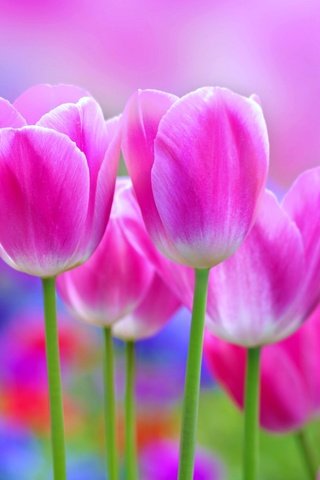 Обои цветы, лепестки, тюльпаны, розовые, стебли, flowers, petals, tulips, pink, stems разрешение 3840x2400 Загрузить