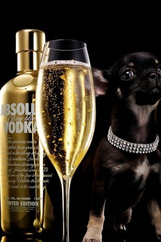 Обои собака, абсолют, щенок, чихуахуа, бокал, absolut, черный фон, бутылка, шампанское, алкоголь, водка, dog, absolute, puppy, chihuahua, glass, black background, bottle, champagne, alcohol, vodka разрешение 1920x1080 Загрузить