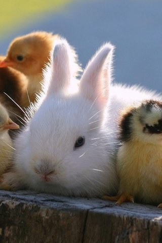 Обои кролик, животное, друзья, пень, птенцы, цыплята, rabbit, animal, friends, stump, chicks, chickens разрешение 1920x1200 Загрузить
