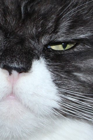 Обои глаза, фон, кот, мордочка, усы, кошка, взгляд, крупным планом, eyes, background, cat, muzzle, mustache, look, closeup разрешение 2048x1476 Загрузить