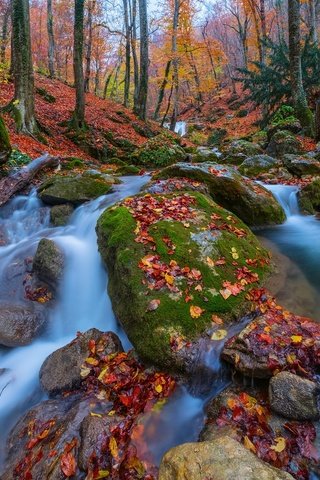 Обои деревья, камни, лес, листья, осень, россия, крым, ручьи, trees, stones, forest, leaves, autumn, russia, crimea, streams разрешение 1920x1280 Загрузить