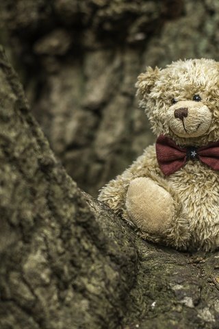Обои дерево, медведь, игрушка, медвежонок, плюшевый мишка, tree, bear, toy, teddy bear разрешение 2048x1365 Загрузить