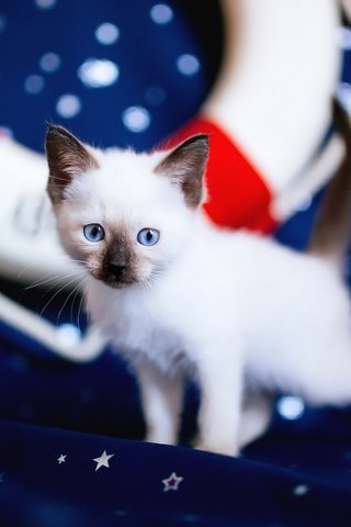 Обои кошка, спасательный круг, взгляд, котенок, ткань, мордашка, звездочки, голубые глаза, рэгдолл, cat, lifeline, look, kitty, fabric, face, stars, blue eyes, ragdoll разрешение 2048x1152 Загрузить
