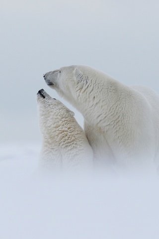 Обои медведица, снег, природа, туман, полярный медведь, медведи, детеныш, медвежонок, арктика, snow, nature, fog, polar bear, bears, cub, bear, arctic разрешение 3000x1688 Загрузить