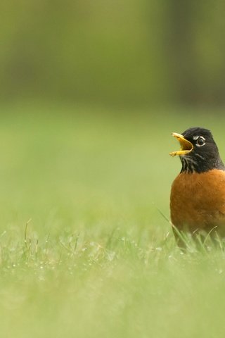 Обои трава, природа, птица, клюв, дрозд, странствующий дрозд, grass, nature, bird, beak, thrush, well, turdus migratorius разрешение 2048x1284 Загрузить