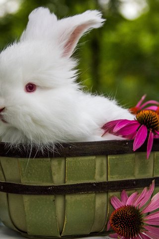 Обои цветы, ушки, кролик, животное, корзинка, зайчик, ведро, flowers, ears, rabbit, animal, basket, bunny, bucket разрешение 2048x1365 Загрузить