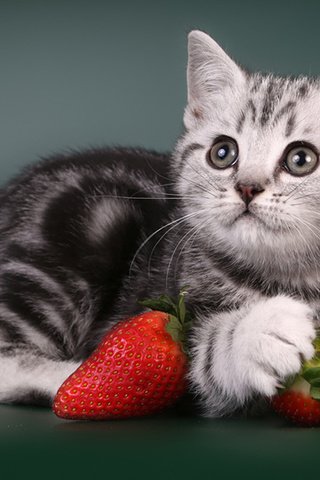 Обои кот, бабуля, мордочка, ты моя любимая, усы, клубника, кошка, взгляд, котенок, ягоды, животное, animal, cat, grandma, muzzle, you are my favorite, mustache, strawberry, look, kitty, berries разрешение 1980x1327 Загрузить