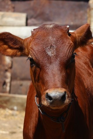 Обои морда, взгляд, корова, загон, телёнок, face, look, cow, corral, calf разрешение 1920x1280 Загрузить