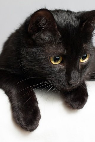Обои кот, мордочка, усы, кошка, взгляд, черная, cat, muzzle, mustache, look, black разрешение 1920x1440 Загрузить