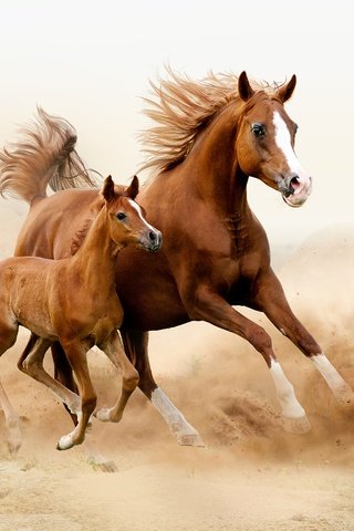 Обои лошадь, лошади, кони, пыль, грива, бег, жеребенок, horse, horses, dust, mane, running, foal разрешение 2560x1706 Загрузить