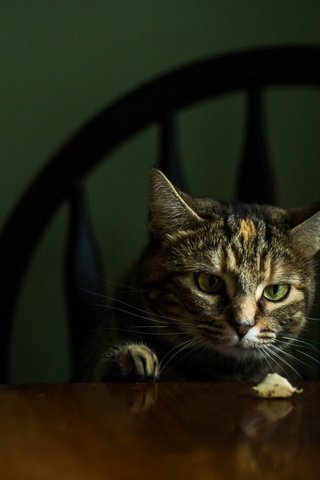 Обои морда, кот, кошка, взгляд, стол, стул, темный фон, face, cat, look, table, chair, the dark background разрешение 2048x1152 Загрузить