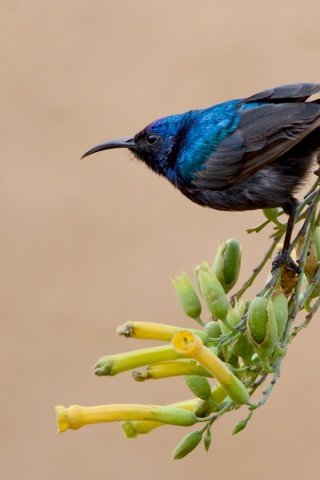 Обои цветы, ветка, природа, фон, птица, клюв, перья, нектарница, flowers, branch, nature, background, bird, beak, feathers, the sunbird разрешение 3547x2350 Загрузить