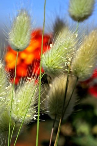 Обои цветы, трава, растения, поле, луг, колоски, стебель, flowers, grass, plants, field, meadow, spikelets, stem разрешение 2000x1236 Загрузить