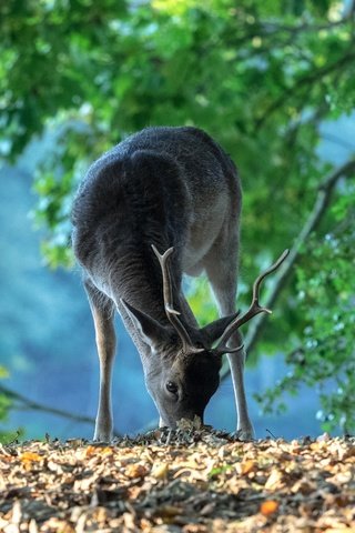 Обои лес, олень, рога, нидерланды, forest, deer, horns, netherlands разрешение 2048x1438 Загрузить