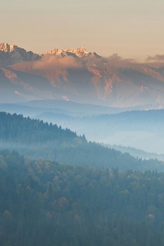 Обои деревья, горы, лес, пейзаж, утро, туман, вид сверху, trees, mountains, forest, landscape, morning, fog, the view from the top разрешение 3840x2400 Загрузить