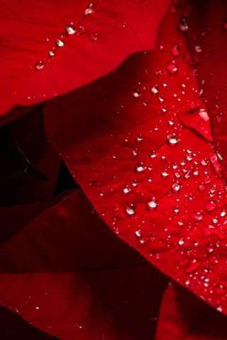Обои листья, капли, капельки, красные листья, дождь, растение, пуансеттия, leaves, drops, droplets, red leaves, rain, plant, poinsettia разрешение 2048x1365 Загрузить