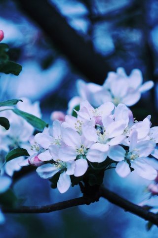 Обои цветы, цветение, ветки, весна, яблоня, flowers, flowering, branches, spring, apple разрешение 6000x4000 Загрузить
