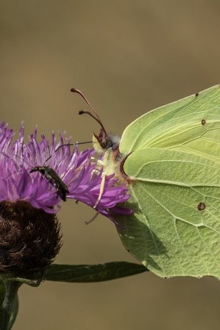 Обои насекомое, цветок, бабочка, крылья, крушинница, лимонница, insect, flower, butterfly, wings, brimstones, the limonite разрешение 2048x1365 Загрузить