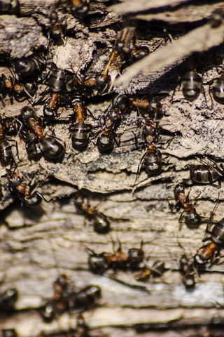 Обои природа, макро, насекомые, муравьи, aristovart, nature, macro, insects, ants разрешение 4216x3264 Загрузить