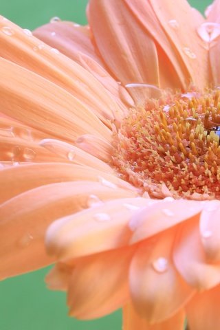 Обои макро, капли, лепестки, гербера, macro, drops, petals, gerbera разрешение 2048x1365 Загрузить