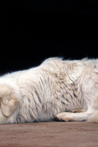 Обои собака, маремма, итальянская овчарка, dog, the maremma, italian shepherd разрешение 1920x1080 Загрузить