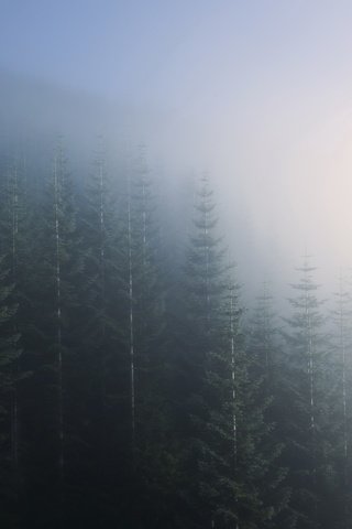 Обои деревья, природа, лес, пейзаж, утро, туман, trees, nature, forest, landscape, morning, fog разрешение 2048x1247 Загрузить