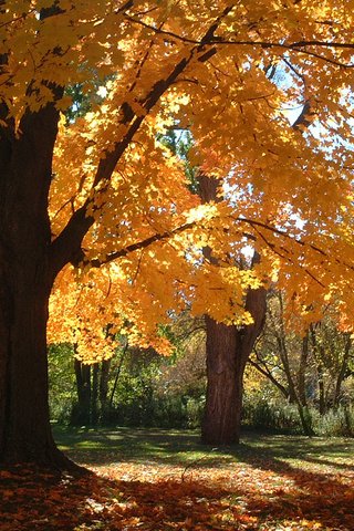 Обои деревья, листья, парк, ветки, осень, trees, leaves, park, branches, autumn разрешение 1920x1200 Загрузить