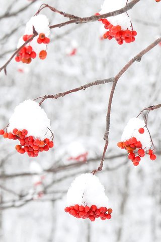 Обои снег, зима, макро, ветки, ягоды, рябина, snow, winter, macro, branches, berries, rowan разрешение 1920x1200 Загрузить