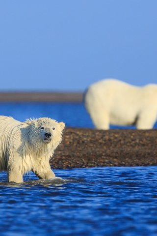 Обои медведи, аляска, арктика, белые медведи, david swindler, bears, alaska, arctic, polar bears разрешение 1920x1200 Загрузить