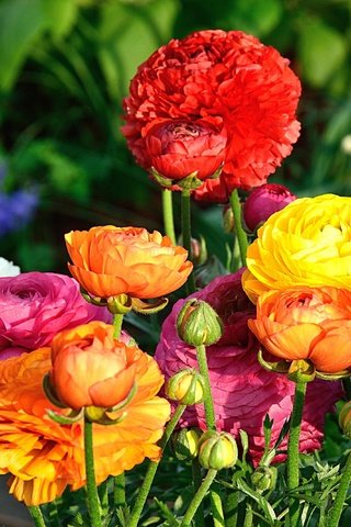 Обои цветы, лепестки, букет, ранункулюс, лютик, flowers, petals, bouquet, ranunculus, buttercup разрешение 4000x2667 Загрузить