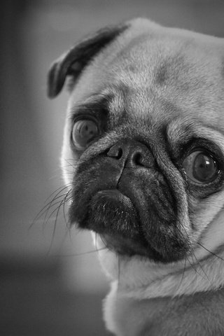 Обои глаза, мордочка, взгляд, чёрно-белое, собака, мопс, eyes, muzzle, look, black and white, dog, pug разрешение 1920x1280 Загрузить