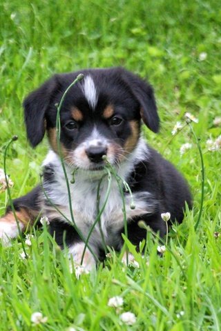 Обои цветы, трава, клевер, собака, луг, щенок, flowers, grass, clover, dog, meadow, puppy разрешение 5184x3456 Загрузить