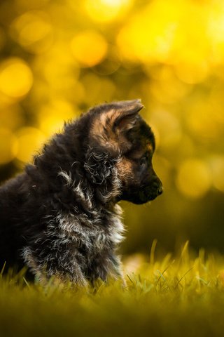 Обои трава, собака, щенок, профиль, немецкая овчарка, перышко, grass, dog, puppy, profile, german shepherd, a feather разрешение 1920x1200 Загрузить