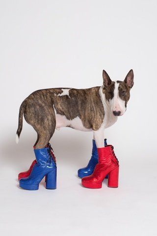 Обои морда, взгляд, собака, бультерьер, сапоги, nicolas newbold, face, look, dog, bull terrier, boots разрешение 3662x3662 Загрузить