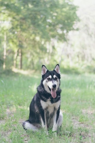 Обои трава, мордочка, взгляд, собака, хаски, язык, grass, muzzle, look, dog, husky, language разрешение 5000x4000 Загрузить