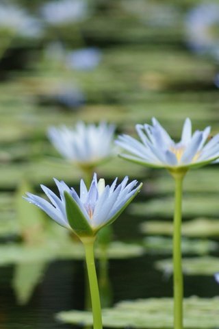 Обои цветы, озеро, лепестки, кувшинки, водяная лилия, flowers, lake, petals, water lilies, water lily разрешение 4592x2576 Загрузить