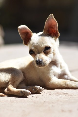 Обои мордочка, взгляд, собака, щенок, чихуахуа, muzzle, look, dog, puppy, chihuahua разрешение 4496x3000 Загрузить