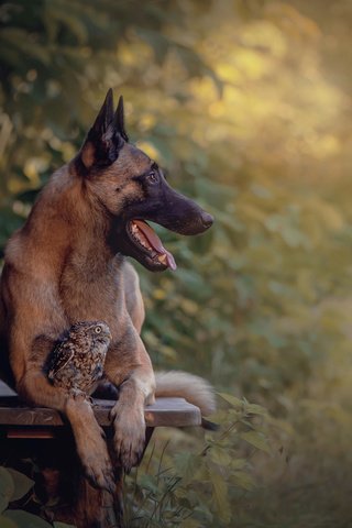 Обои сова, природа, собака, птица, животное, скамья, пес, овчарка, tanja brandt, owl, nature, dog, bird, animal, bench, shepherd разрешение 2048x1363 Загрузить