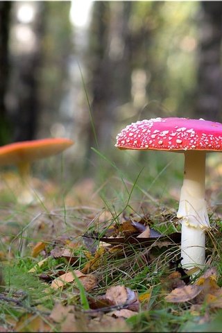 Обои трава, лес, грибы, боке, мухоморы, grass, forest, mushrooms, bokeh, amanita разрешение 2048x1152 Загрузить