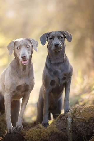 Обои мордочка, взгляд, лабрадор, собаки, боке, silver labradors, muzzle, look, labrador, dogs, bokeh разрешение 2048x1367 Загрузить