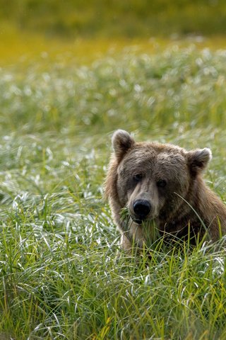 Обои морда, трава, фон, поле, взгляд, медведь, голова, face, grass, background, field, look, bear, head разрешение 2048x1365 Загрузить