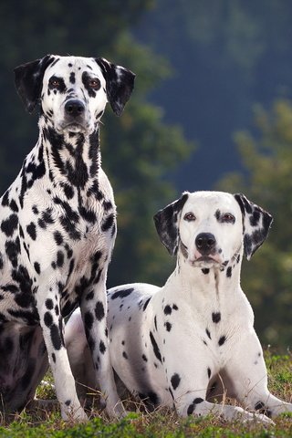 Обои трава, взгляд, далматин, собаки, мордочки, далматинец, grass, look, dalmatian, dogs, faces, dalmatians разрешение 2560x1600 Загрузить
