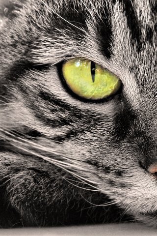 Обои глаза, кот, мордочка, усы, кошка, том поепа, eyes, cat, muzzle, mustache разрешение 1920x1080 Загрузить