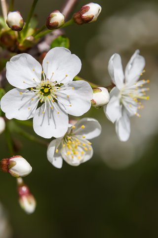 Обои цветы, природа, цветение, макро, весна, вишня, боке, flowers, nature, flowering, macro, spring, cherry, bokeh разрешение 2304x1536 Загрузить