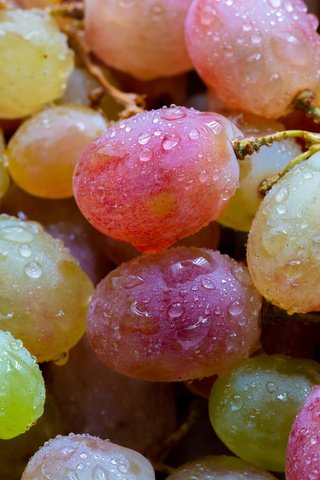 Обои виноград, ягоды, капли воды, крупным планом, grapes, berries, water drops, closeup разрешение 2304x1536 Загрузить