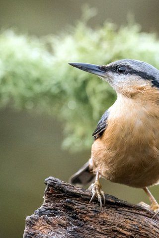 Обои птица, коряга, боке, поползень, bird, snag, bokeh, nuthatch разрешение 2112x1188 Загрузить