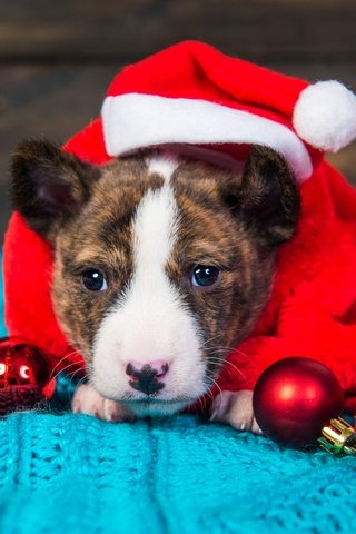 Обои новый год, щенок, мордашка, рождество, питбультерьер, питбуль, колпак санты, new year, puppy, face, christmas, pit bull terrier, pit bull разрешение 2000x1367 Загрузить
