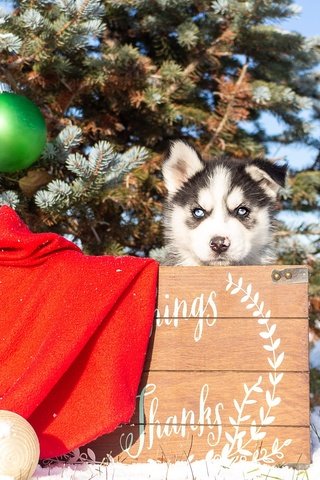 Обои елка, собака, щенок, хаски, малыш, голубые глаза, рождество, сибирский хаски, tree, dog, puppy, husky, baby, blue eyes, christmas, siberian husky разрешение 2000x1333 Загрузить